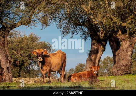 Cow and calf. Cattle in the Dehesa de la Luz. Extremadura. Spain. Stock Photo