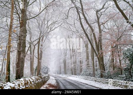 Fagus sylvatica. Winter Buchen Bäume entlang einer Landstraße im Schnee. Stow on the Wold, Cotswolds, Gloucestershire, England Stockfoto