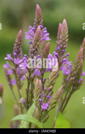 Eine Nahaufnahme blühender Verbena hastata-Blumen Stockfoto
