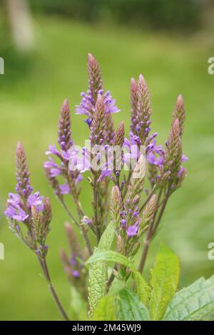 Eine Nahaufnahme blühender Verbena hastata-Blumen Stockfoto