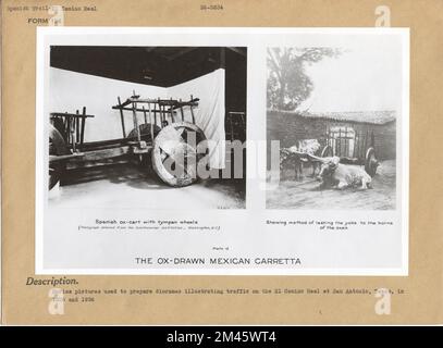 Die Ochsengezogene Mexikanische Carreta. Originalunterschrift: Serienbilder, die zur Vorbereitung von Dioramen verwendet wurden, die den Verkehr auf dem El Camino Real in San Antonio Texas in den Jahren 1836 und 1936 illustrieren. Stockfoto