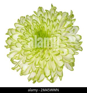 Chrysanthemmenblütenkopf. Weiße Blüte isolierter weißer Hintergrund Stockfoto