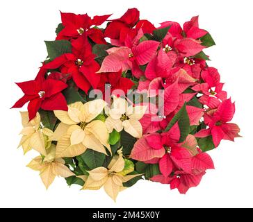 Poinsettienblüten. Weihnachtsblumen-Dekoration isoliert Stockfoto