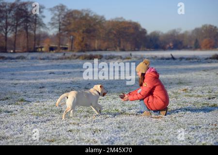 Der junge gelbe labrador Retriever bringt seiner Geliebten das Dummy-Trainingstool zurück, im Winter draußen Stockfoto