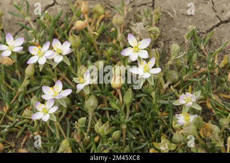 Eine Nahaufnahme blühender weißer Spergularia-Medienblumen Stockfoto