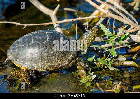 Eine europäische Teichschildkröte in den Sümpfen des donaudeltas Stockfoto