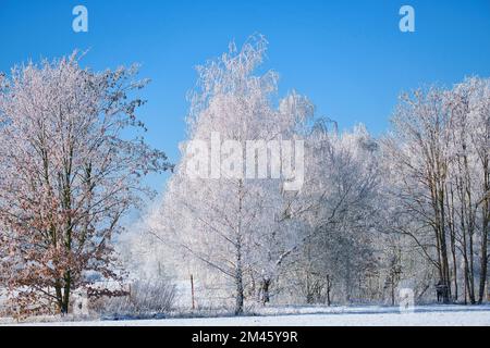 Winterlandschaft mit eisigen, verschneiten Birkenbäumen auf schneebedeckten Feldern. Frostige Landschaft zu Weihnachten. Stockfoto