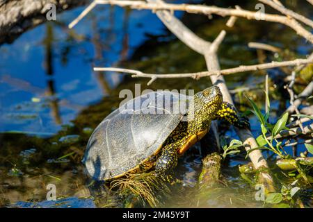 Eine europäische Teichschildkröte in den Sümpfen des donaudeltas Stockfoto