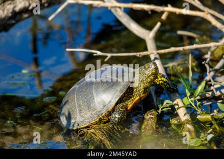 Eine europäische Teichschildkröte in den Sümpfen des donaudeltas Stockfoto