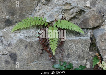 Eine Nahaufnahme der wachsenden Pflanze Cystopteris fragilis auf Fels Stockfoto