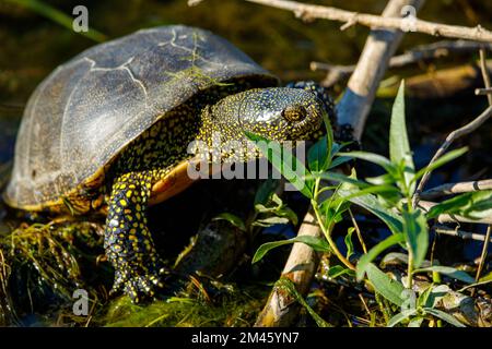 Eine europäische Teichschildkröte in den Sümpfen des donaudeltas Stockfoto