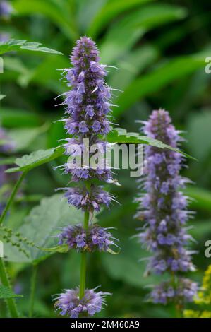 Eine blühende Agastache foeniculum-Blume im verschwommenen Hintergrund Stockfoto
