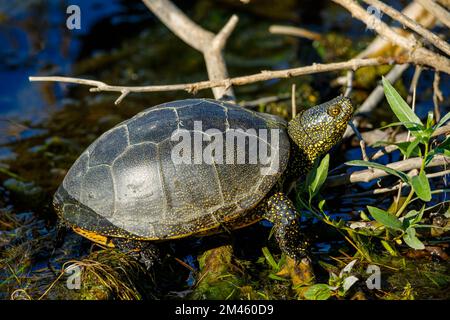 Eine europäische Teichschildkröte in den Sümpfen des donaudeltas Stockfoto