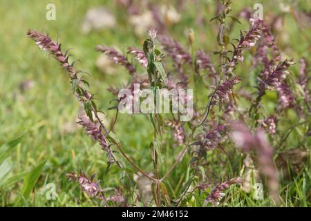 Eine Nahaufnahme blühender Odontites vernus-Blüten im verschwommenen Hintergrund Stockfoto