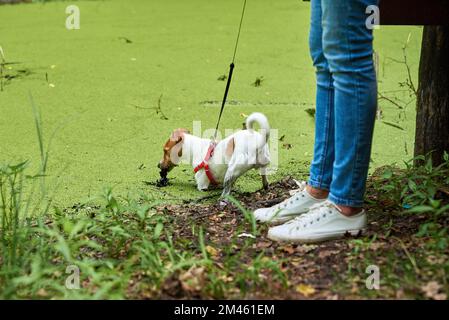 Dreckiger Hund viel Spaß im Sumpf, nasses Tier in der Pfütze Stockfoto