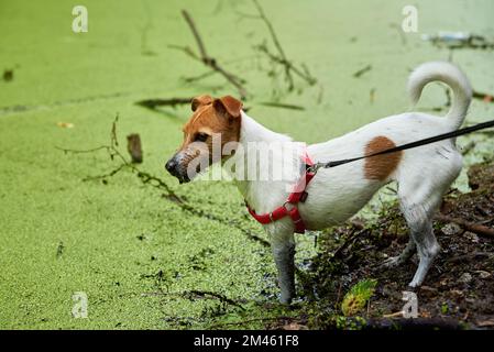 Dreckiger Hund viel Spaß im Sumpf, nasses Tier in der Pfütze Stockfoto