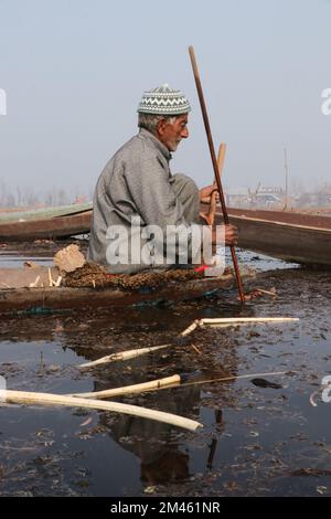 19. Dezember 2022, Srinagar, Jammu und Kaschmir, Indien: Ein Bauer extrahiert Lotusstämme aus den verschmutzten Gewässern des Dal-Sees an einem kalten Tag in Srinagar. Kashmiri Lotus-Stammbauern extrahieren jedes Jahr von November bis März Lotusstämme. Lotusstämme werden in Kaschmir populär als Gemüse verzehrt. (Kreditbild: © Adil Abbas/ZUMA Press Wire) Stockfoto