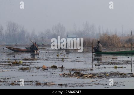 19. Dezember 2022, Srinagar, Jammu und Kaschmir, Indien: Bootsführer sammeln Lotusstämme aus den Gewässern des Dal-Sees an einem kalten Tag in Srinagar. Kashmiri Lotus-Stammbauern extrahieren jedes Jahr von November bis März Lotusstämme. Lotusstämme werden in Kaschmir populär als Gemüse verzehrt. (Kreditbild: © Adil Abbas/ZUMA Press Wire) Stockfoto