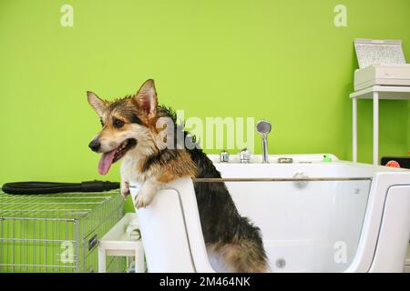 Corgi welsh pembroke mit nassem Pelz stand nach dem Baden im Badezimmer Stockfoto