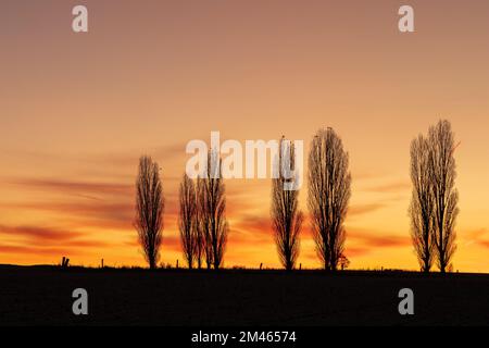 Ein spektakulärer Sonnenaufgang im Winter mit Sonnenstrahlen über den sanften Hügeln in einer italienischen Landschaft mit den typischen toskanischen Poplar-Bäumen. Stockfoto