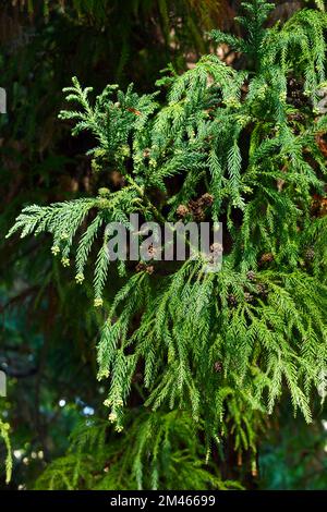 Japanische Zeder (Cryptomeria japonica). Cupressaceae. Nadelbäume, die für Holz gezüchtet wurden. Stockfoto