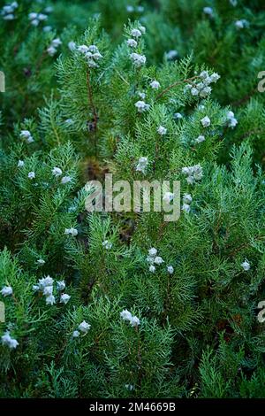 Chinesische Thuja (Platycladus orientalis). Cupressaceae. Zierbaum. Immergrüne Koniferen. Stockfoto