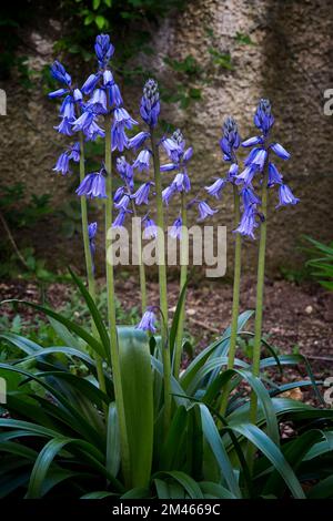 Spanische Blauzunge (Hyacinthoides hispanica). Asparagaceae. Zierbulbus, lila Blume. Stockfoto