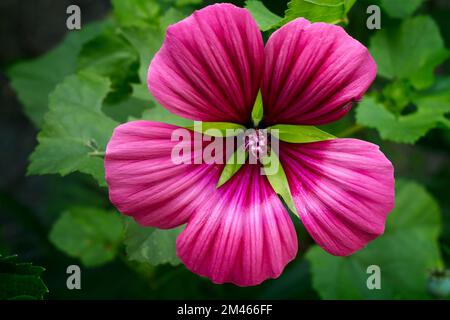 Mallow-Würze (Malope trifida). Malvaceae. Ziergras. Lila Blume. Stockfoto