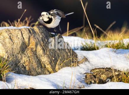 Die Rattenschwanz oder der Weiße Wagtail findet man oft in der Nähe von Wasser. Sie sind aktive Vögel, die ständig ihren Schwanz wackeln, während sie auf der Suche nach wirbellosem Futter laufen Stockfoto