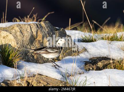 Die Rattenschwanz oder der Weiße Wagtail findet man oft in der Nähe von Wasser. Sie sind aktive Vögel, die ständig ihren Schwanz wackeln, während sie auf der Suche nach wirbellosem Futter laufen Stockfoto