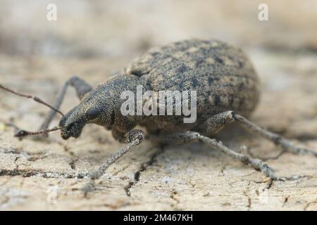 Detaillierte Nahaufnahme eines Pflanzenparasiten Weevil, Liophloeus tessulatus auf einer Holzfläche Stockfoto