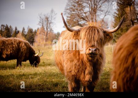 Schottisches Hochland kämpft in der Natur Stockfoto