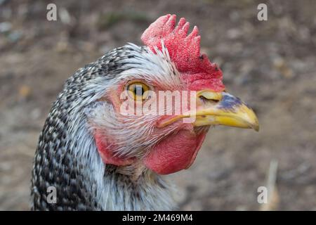 Eine Nahaufnahme des Hähnchenkopfes vor dem verschwommenen Hintergrund. Stockfoto