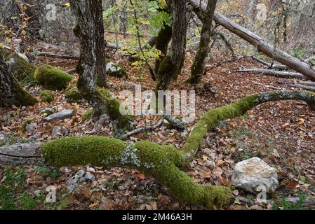 Knorrige mossbedeckte Baumstämme und tote Zweige von Downy-Eichen, pubertierenden Eichen oder Weißeichen, Querus pubescens, Forest Alpes-de-Haute-Provenc Stockfoto