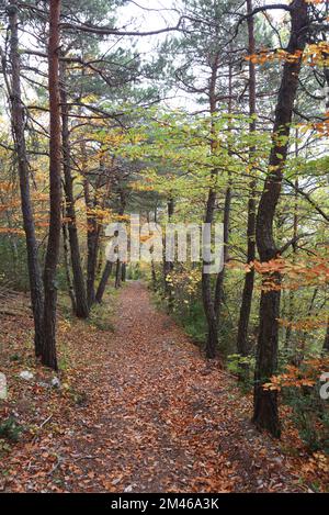 Waldweg oder Fußweg durch Mixed Beech, Fagus sylvatica und Koniferenwald auf der Route Napoleon und der ehemaligen römischen Straße im Herbst Nr. Senez Stockfoto