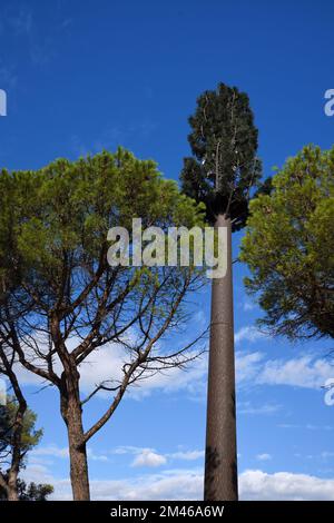 Kommunikationsturm, Radiomast oder Antenne, verkleidet als Kiefernbaum, der sich über den mediterranen Kiefern der Provence Frankreich erhebt Stockfoto