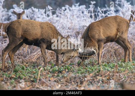 ATEMBERAUBENDE Bilder von zwei Jugendlichen Stags, die unter den wachsamen Augen ihres dominanten Vaters miteinander Boxen, wurden im Buschpark Richmon aufgenommen Stockfoto