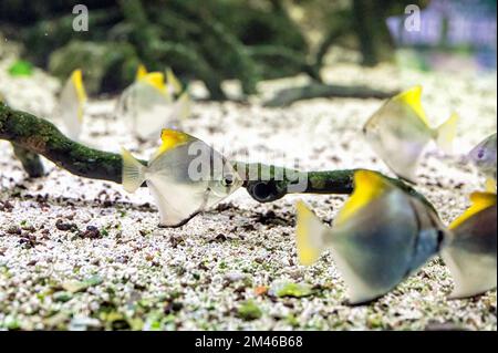 Silbermoonyfisch oder Silbermoony (Monodactylus argenteus), der in einem Aquarium zwischen Zweigen und anderen Fischen derselben Art schwimmt Stockfoto