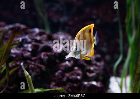 Butterfische aus Kupfer oder Schnabelkorallenfische mit weißen und gelben Linien, die zwischen Meeresvegetation schwimmen Stockfoto