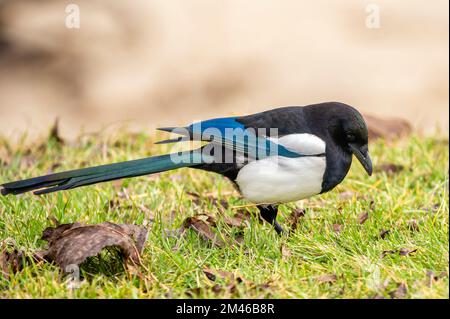 Die Elster (Pica pica) der Familie der Corvidae steht auf den Beinen und sucht nach Nahrung im Gras Stockfoto