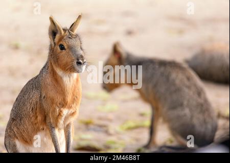 Patagonische mara (Dolichotis patagonum), die auf ihren Hinterbeinen mit einem weiteren Exemplar dahinter sitzt Stockfoto