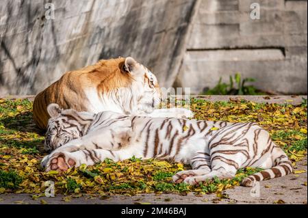 Ein gefangener bengalischer Tiger liegt in der Sonne neben einem anderen weißen Tiger Stockfoto