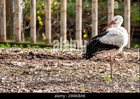 Weißer Storch (Ciconia ciconia) in Nahaufnahme, auf einem Bein stehend Stockfoto