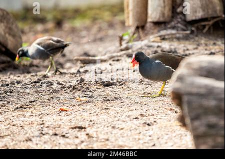 Gewöhnlicher Moorhen (Gallinula chloropus), auch bekannt als Wasserhuhn oder Sumpfhuhn auf dem Boden, das ein Stück Futter mit seinem Orangenschnabel aufnimmt Stockfoto