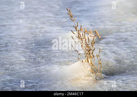 Eine Graspanik erhebt sich über die Oberfläche des Eiss eines gefrorenen Sees und wird am späten Nachmittag vom goldenen Licht der untergehenden Sonne beleuchtet Stockfoto