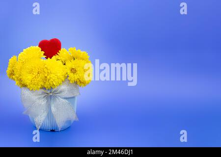 Gelbe Chrysanthemen im Topf mit Schleife und Herz auf blauem Hintergrund. Valentinstag, Internationaler Frauentag, Geburtstag. Speicherplatz kopieren Stockfoto