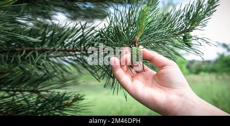 Junge grüne Beule auf Kiefernästen, die im Wald wachsen. Männliche Zapfen einer Kiefer. Sammlung von Zapfen zur Herstellung von Tinkturen oder Medikamenten durch Stockfoto