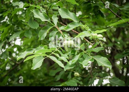 Bereit für die Zubereitung grüner Walnusselixier Früchte auf einer Walnuss in einem Korb aus Korb aus Korb. Inhaltsstoffsammlung für gesunde Lebensmittel. Stockfoto