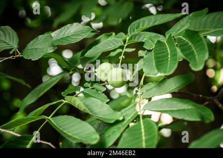 Bereit für die Zubereitung grüner Walnusselixier Früchte auf einer Walnuss in einem Korb aus Korb aus Korb. Inhaltsstoffsammlung für gesunde Lebensmittel. Stockfoto