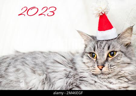 Das Jahr ist 2023. Jahr der Kat. Leer für das Deckblatt des Neujahrskalenders. Festliches Poster oder Poster. Wunderschöne graue Katze und Zahlen auf einem weißen Stockfoto